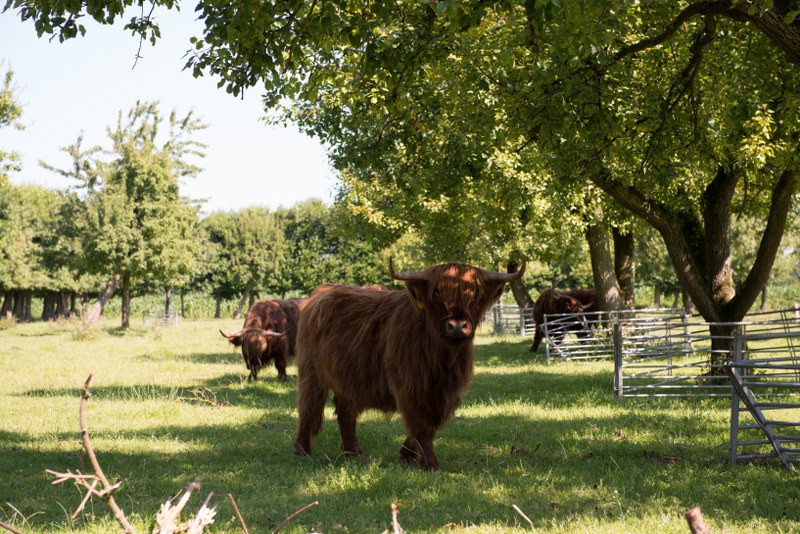 Landschappelijke tuin midden in de polder